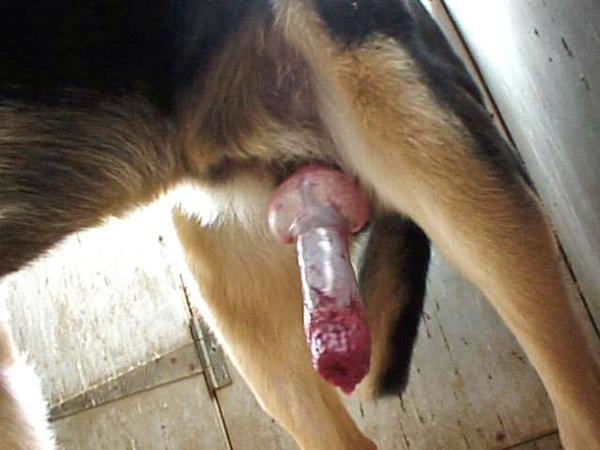 Foto 2 do Conto erotico: Dando para meu cão tigrão