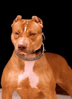 Foto 1 do Conto erotico: Abusada por PitBull
