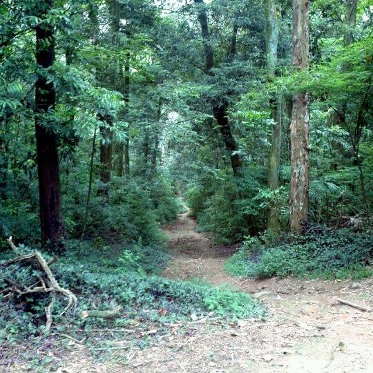 Foto 1 do Conto erotico: Minha 3 transa com outro Homem no Arboreto Vila Amalia