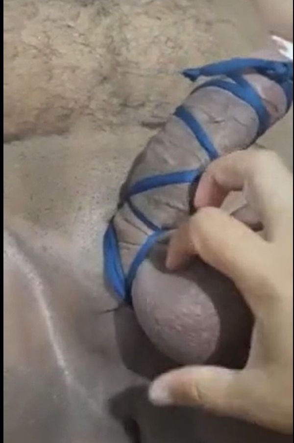 Foto 1 do Conto erotico: Dominado e impedido de gozar pela namorada