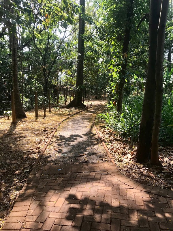 Foto 2 do Conto erotico: MINHA PRIMEIRA VEZ NO BOSQUE