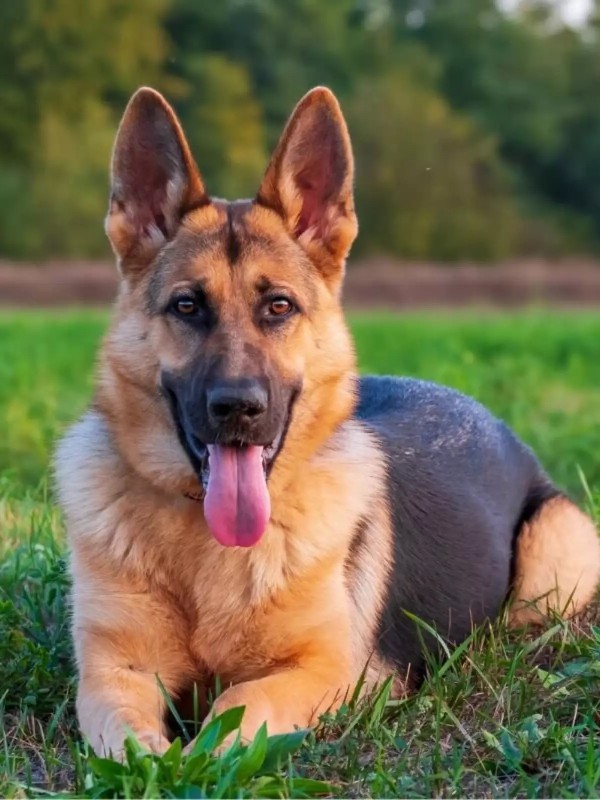 Foto 1 do Conto erotico: PRIMEIRA VEZ COM CACHORRO