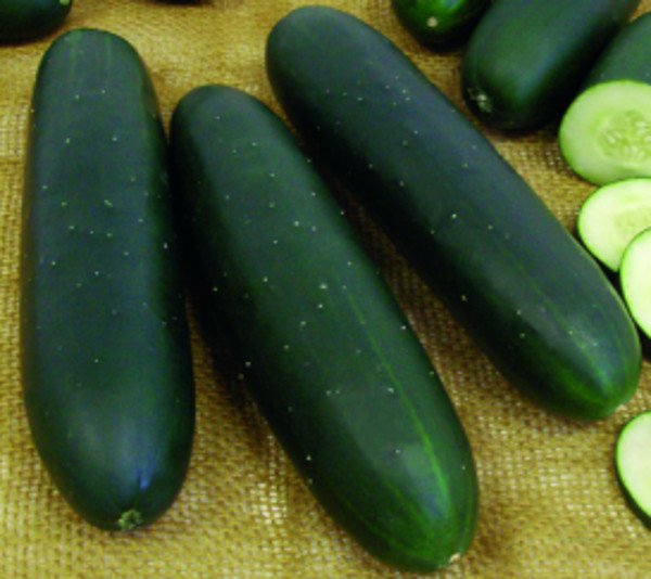 Foto 1 do Conto erotico: Sheila e Leila, a submissa