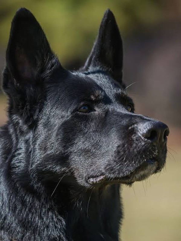 Foto 1 do Conto erotico: Preto peludo