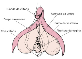 Foto 3 do Conto erotico: Um assunto relevante e importante