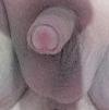 Foto Perfil gordinhoguloso