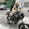 foto perfil usuario grazigrazi