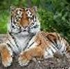 foto perfil usuario xxx69tiger