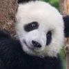 foto perfil usuario samuelpanda