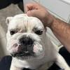 Foto Perfil comedormanauara