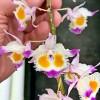 Foto Perfil orquidea-