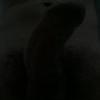 Foto Perfil gostoso17