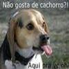 Foto Perfil raydegatinho